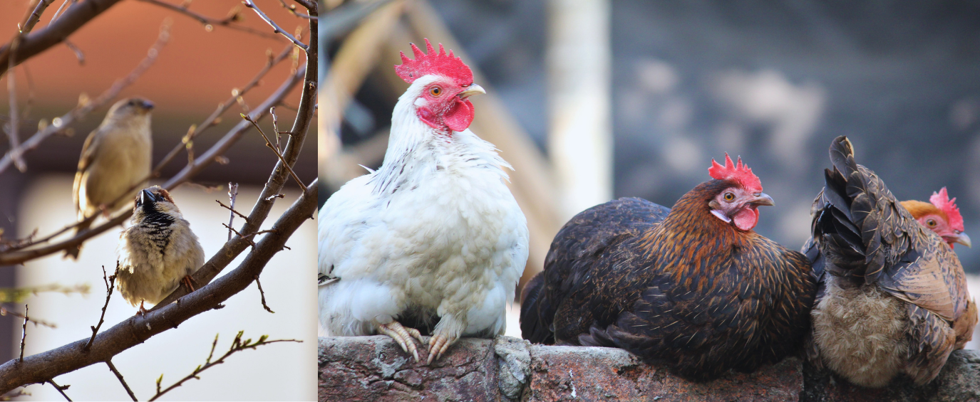 Birds And Chickens (1)