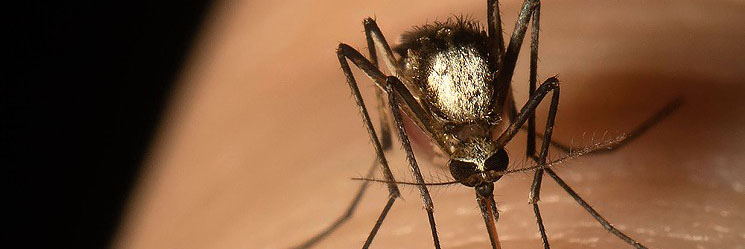 A new mosquito species capable of transmitting disease, Aedes scapularis, has arrived in Florida and shows signs it could survive across multiple urban and rural habitats posting a potential public health risk. 