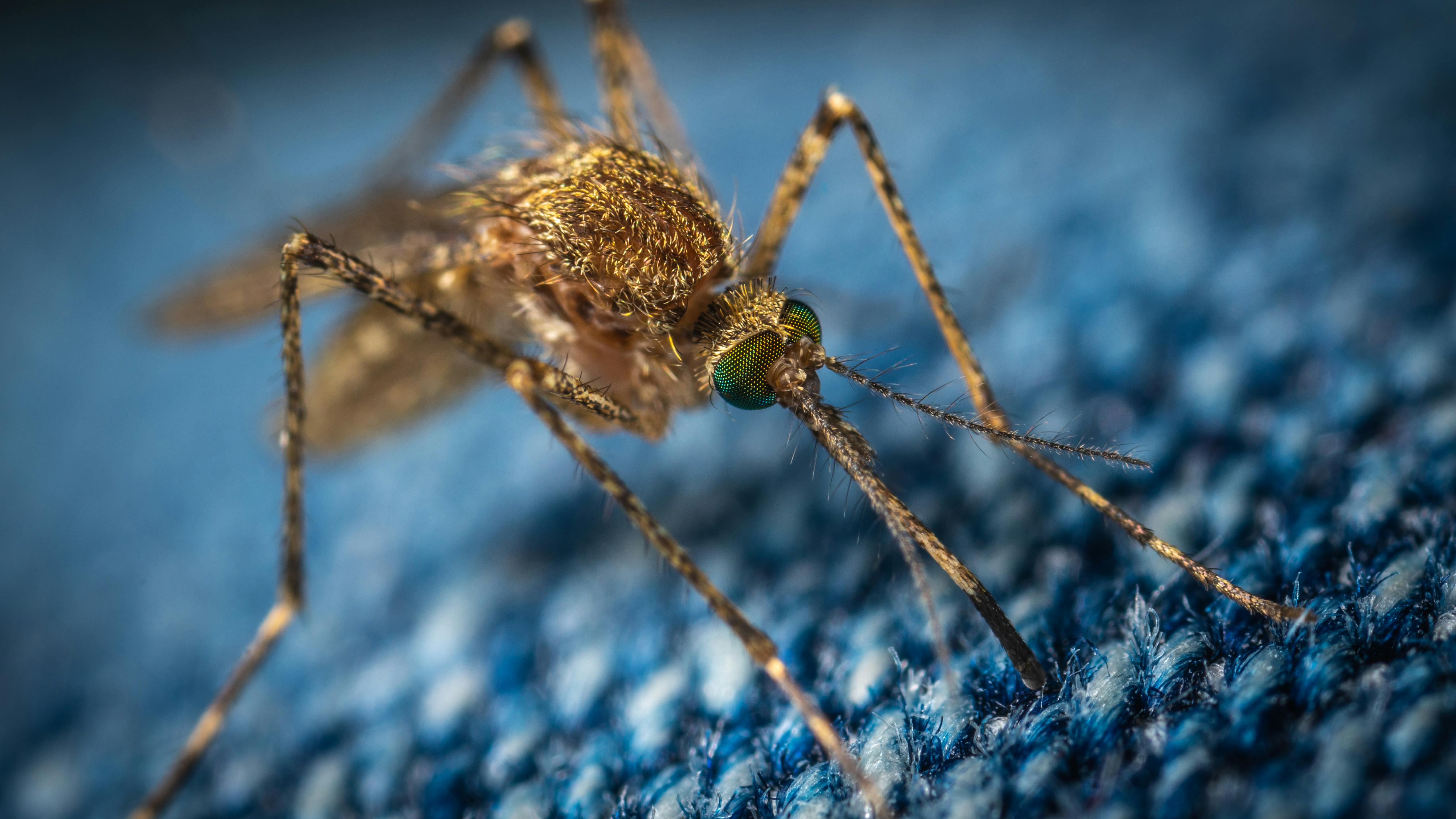 mosquito on carpet