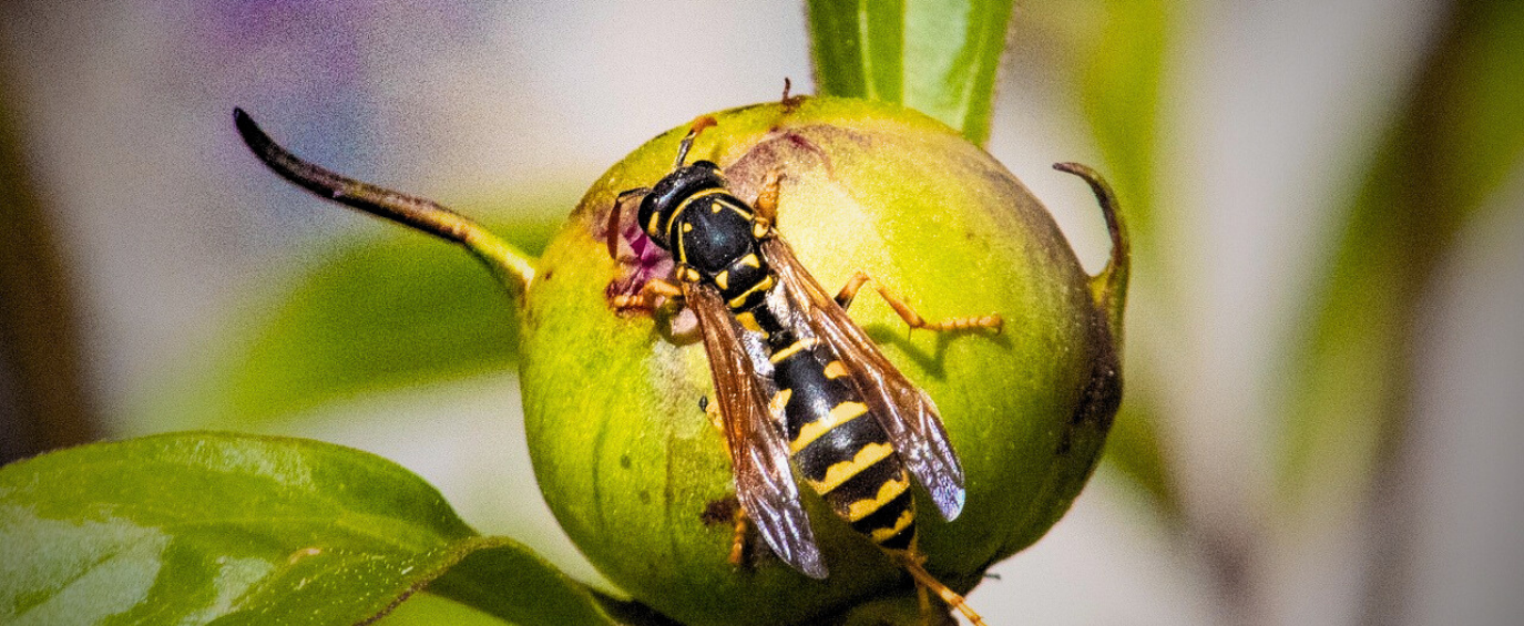 Yellow Jacket